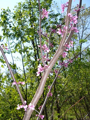 fleur cercis canadensis ( gainier rouge )